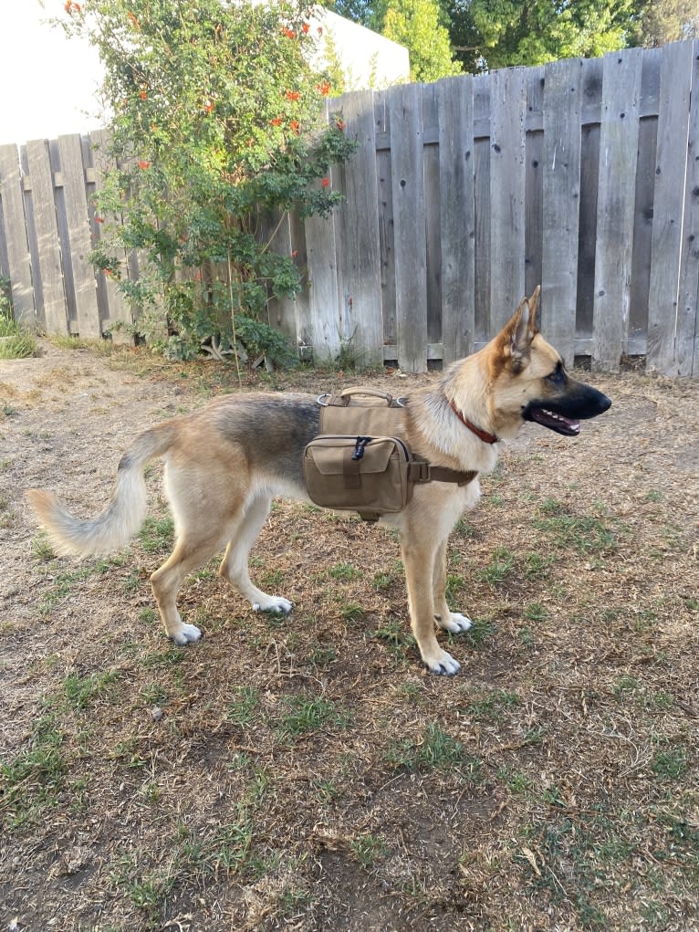 Stone, a German Shepherd Dog tested with EmbarkVet.com