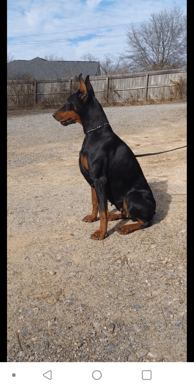 joy, a Doberman Pinscher tested with EmbarkVet.com