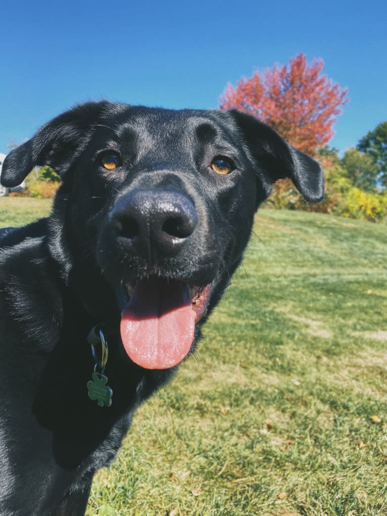 Charlie, an Australian Cattle Dog and Labrador Retriever mix tested with EmbarkVet.com