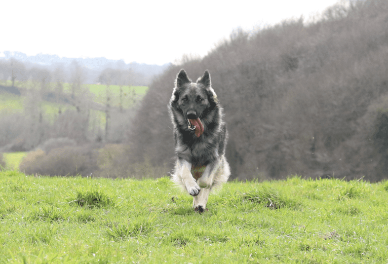 Siriüs, a German Shepherd Dog tested with EmbarkVet.com