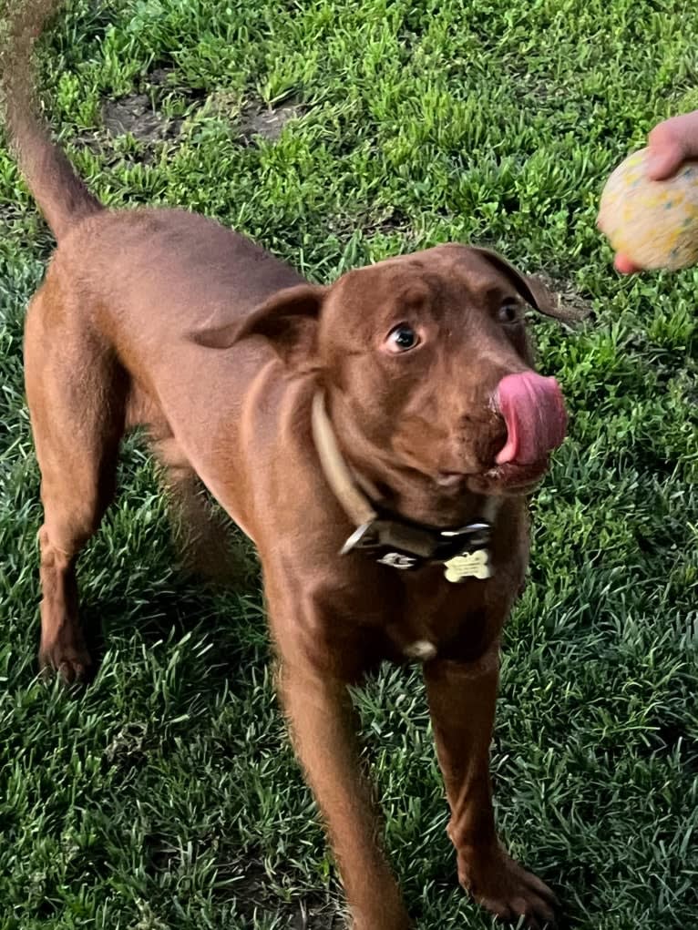 Kingston, a Weimaraner and Labrador Retriever mix tested with EmbarkVet.com