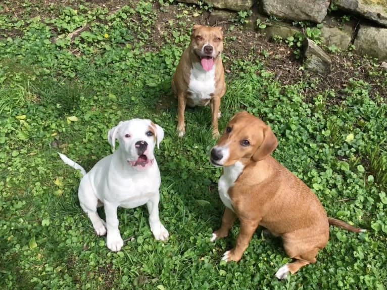 Buttercup, an American Pit Bull Terrier and Labrador Retriever mix tested with EmbarkVet.com