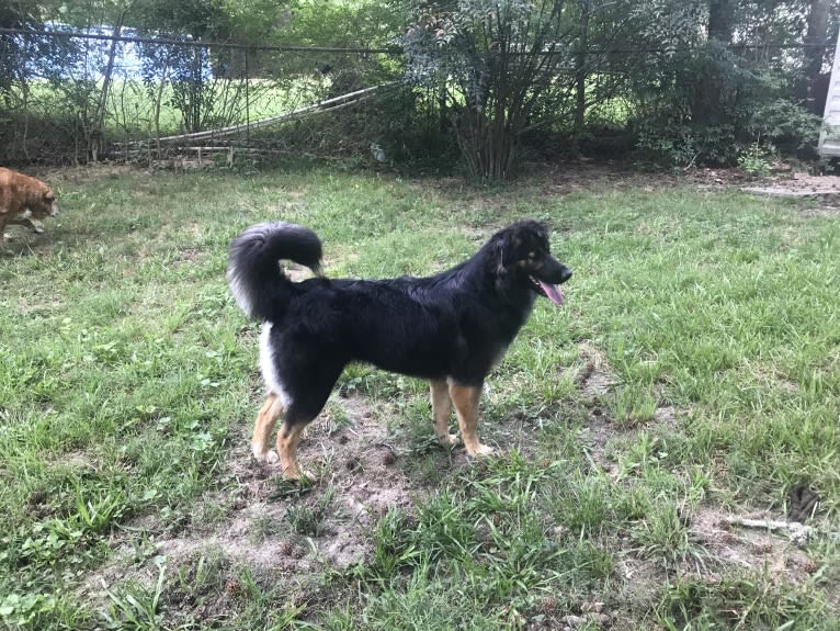 Luna, a Siberian Husky and German Shepherd Dog mix tested with EmbarkVet.com