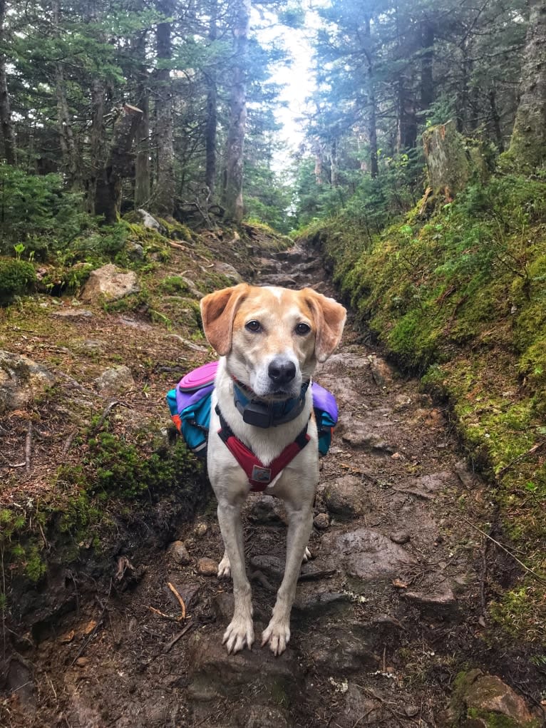 Cider Doughnut, a Beagle and Australian Cattle Dog mix tested with EmbarkVet.com