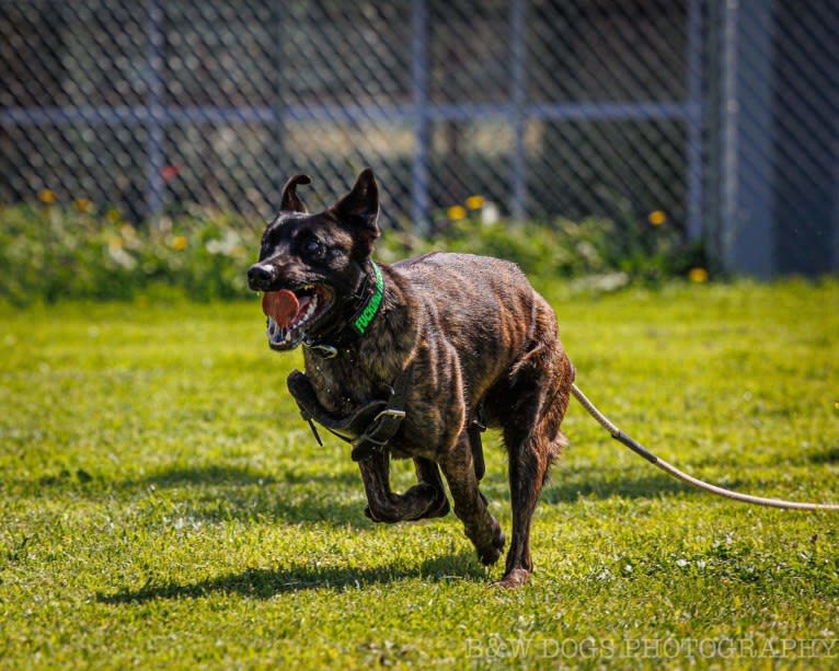 Static, a Dutch Shepherd tested with EmbarkVet.com