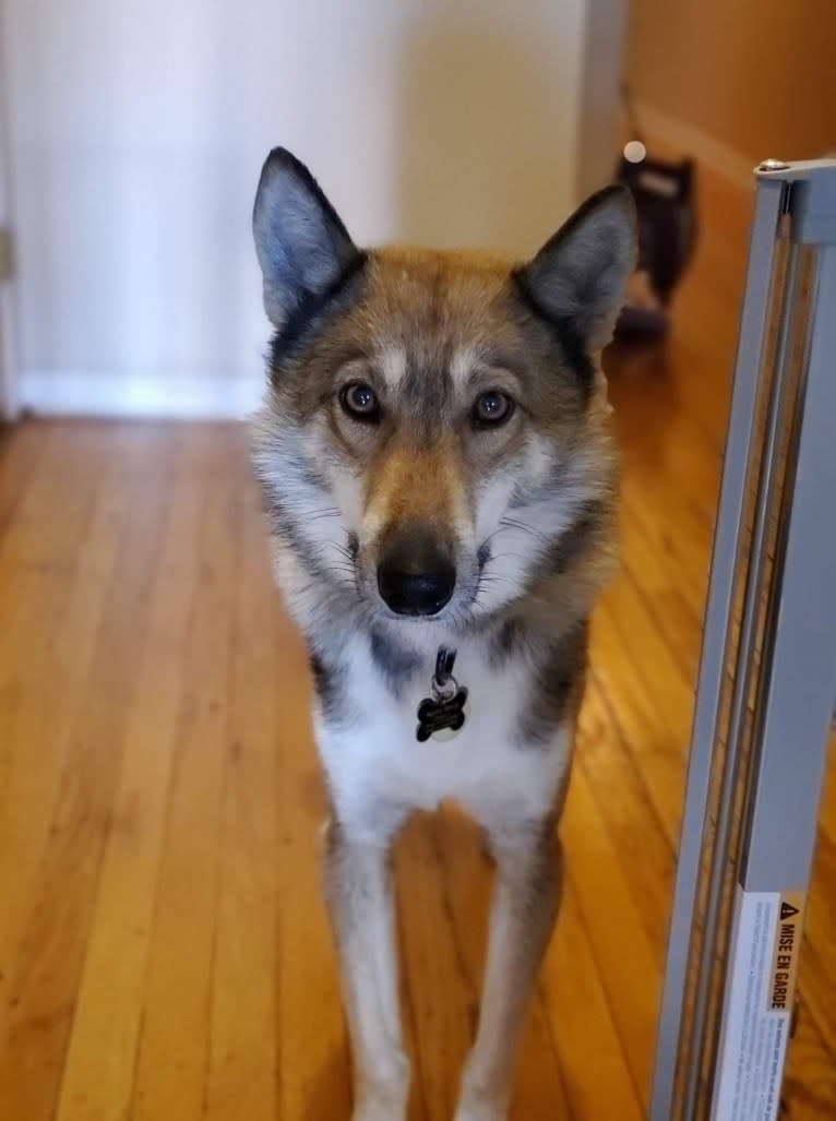 Apollo, a West Siberian Laika tested with EmbarkVet.com