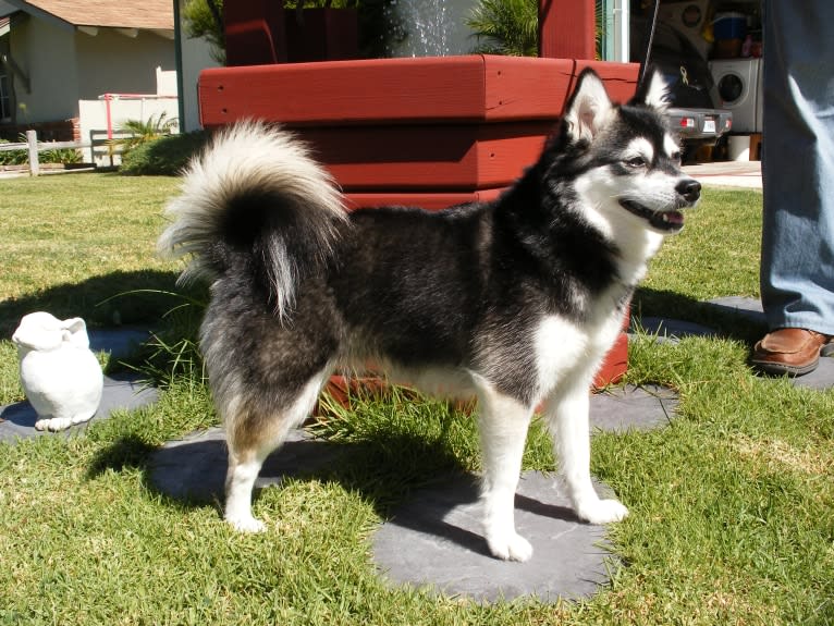 Pearl, an Alaskan Klee Kai tested with EmbarkVet.com