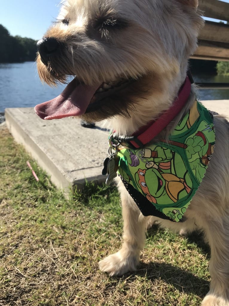 Lucky, a Yorkshire Terrier and Shih Tzu mix tested with EmbarkVet.com