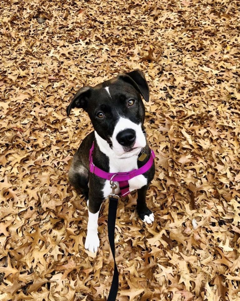 Sadie, an American Pit Bull Terrier and Boxer mix tested with EmbarkVet.com