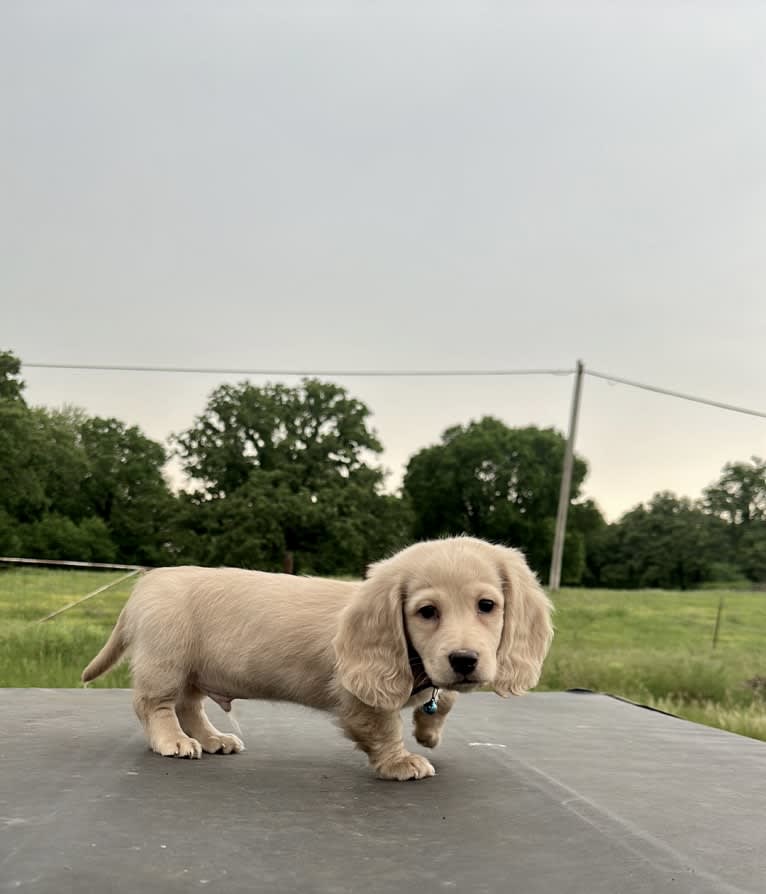 Amadeus, a Dachshund tested with EmbarkVet.com