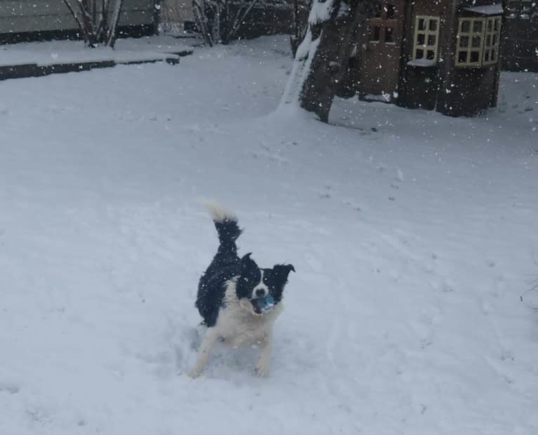 Willow, an Australian Shepherd and Border Collie mix tested with EmbarkVet.com