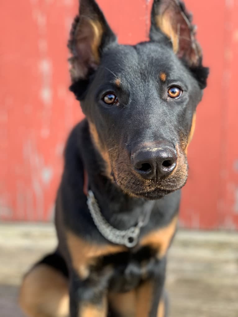 Ragar, a Beauceron tested with EmbarkVet.com