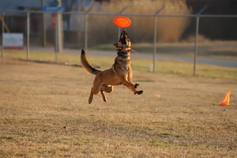 KHs His Reign Has Just Begun “Kaiser” TKE DS HDS, a German Shepherd Dog and Dutch Shepherd mix tested with EmbarkVet.com