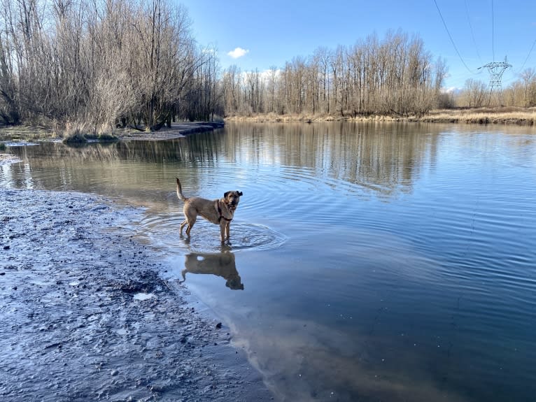 Sansa, a Labrador Retriever and German Shepherd Dog mix tested with EmbarkVet.com