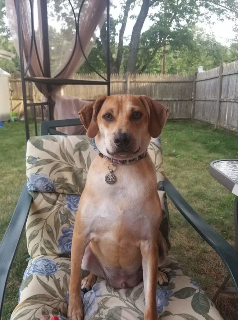 Steve, a Mountain Cur and Chihuahua mix tested with EmbarkVet.com
