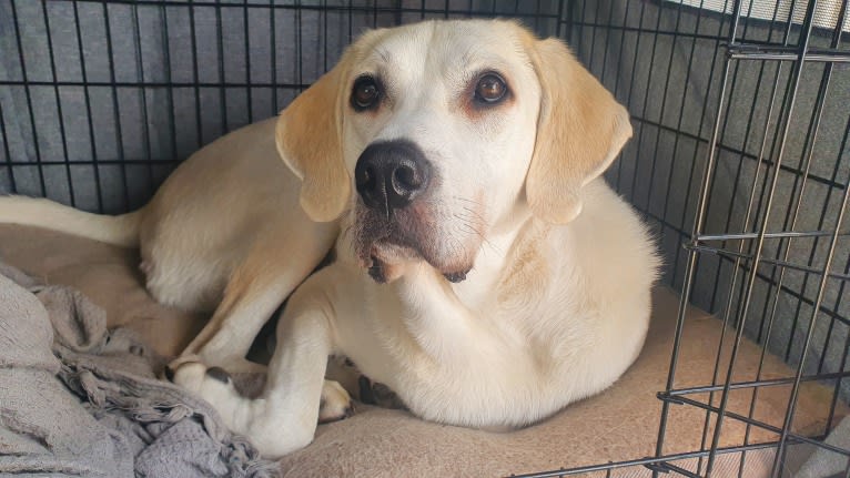 Brandon, a West Asian Village Dog tested with EmbarkVet.com