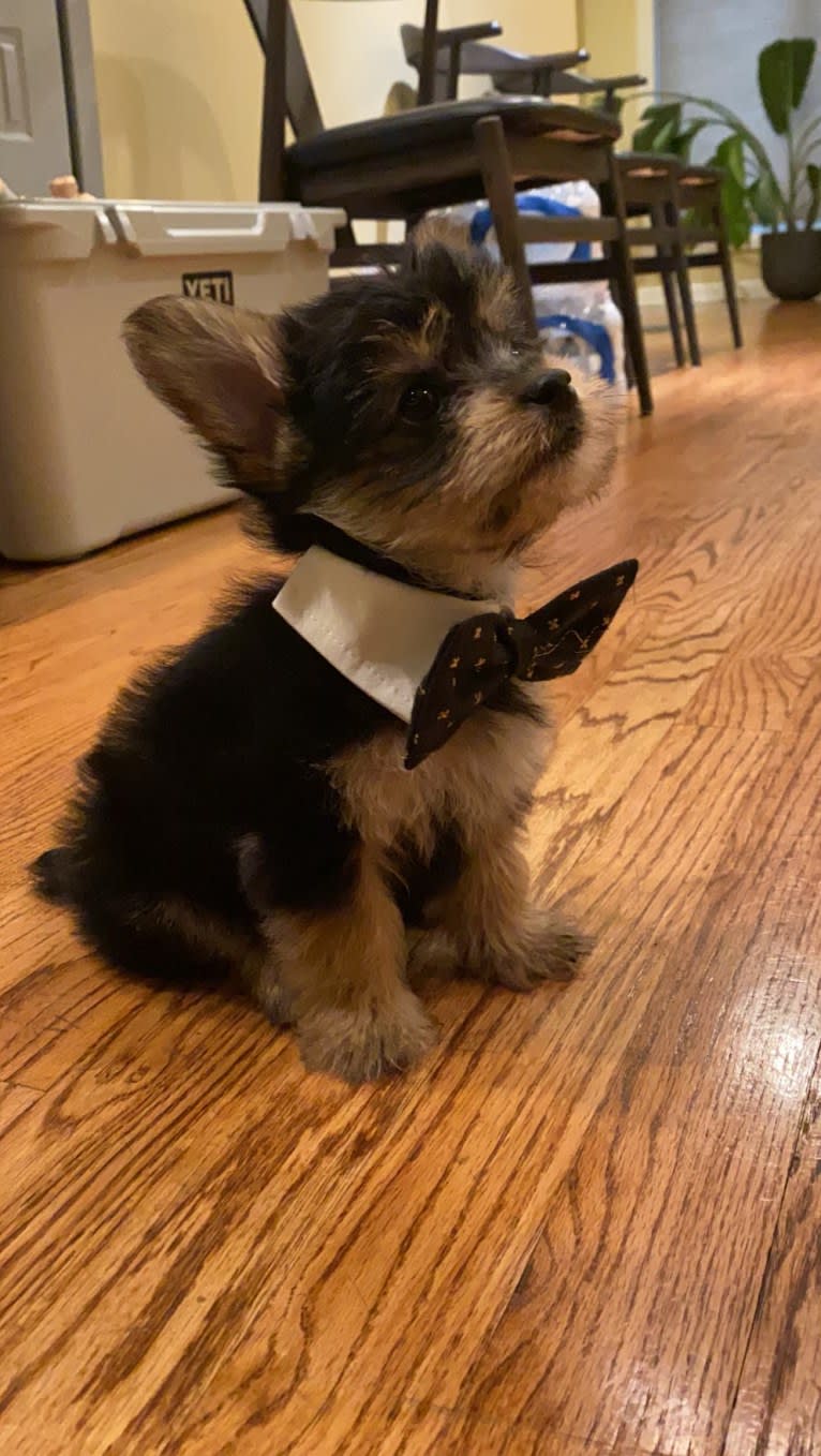 Louie, a Yorkshire Terrier and Pomeranian mix tested with EmbarkVet.com