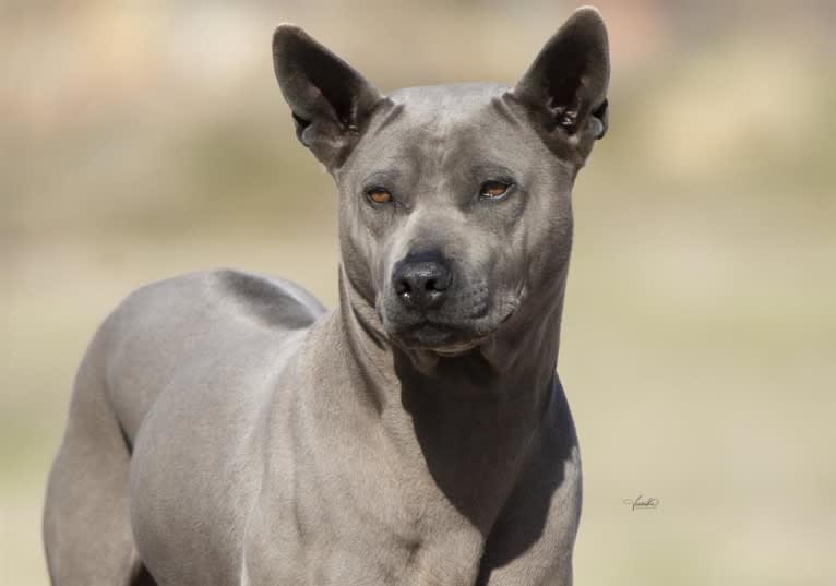 Shelby, a Thai Ridgeback tested with EmbarkVet.com