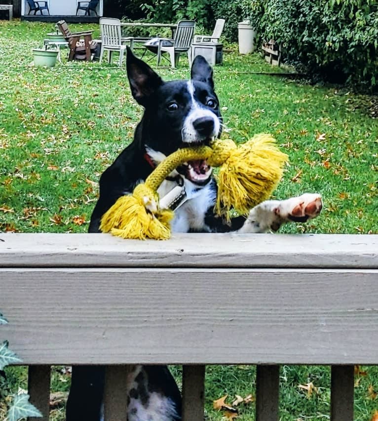 Pepper, an American Pit Bull Terrier and German Shepherd Dog mix tested with EmbarkVet.com