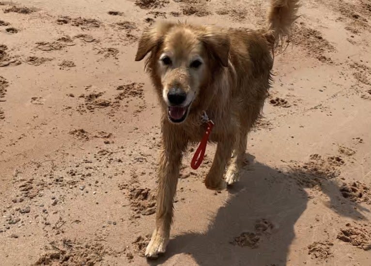 Timber “Gross Manor’s I’ll Be The One You Won’t Forget”, a Golden Retriever tested with EmbarkVet.com