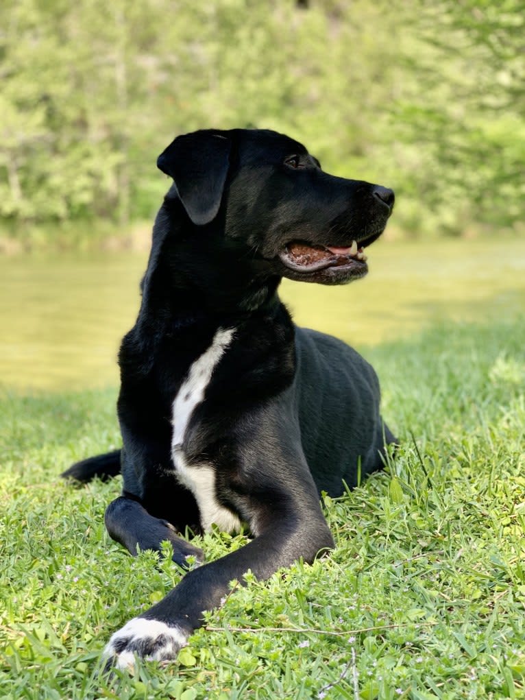 Photo of Peyton, a Labrador Retriever, Great Pyrenees, and Rottweiler mix in Houston, Texas, USA
