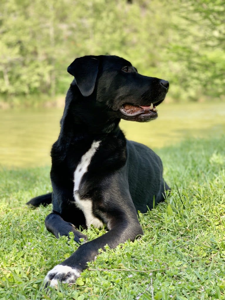 Peyton, a Labrador Retriever and Great Pyrenees mix tested with EmbarkVet.com