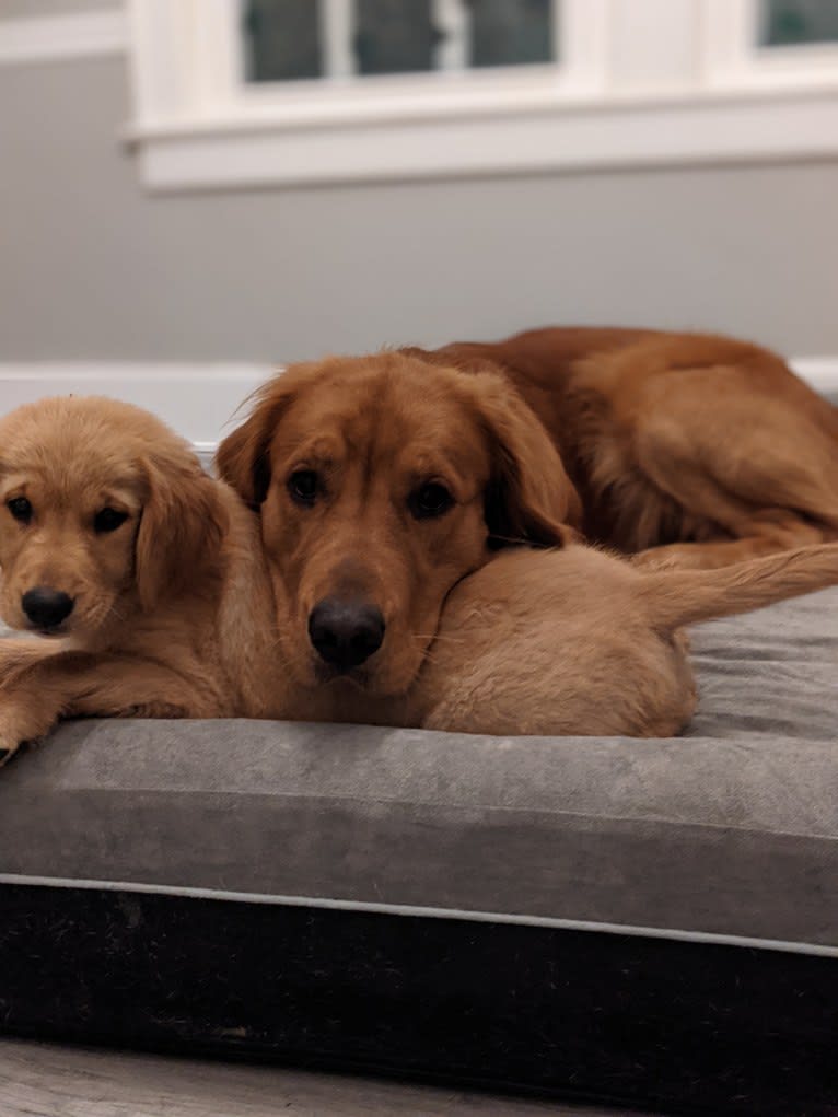 Pierre-luc, a Golden Retriever tested with EmbarkVet.com