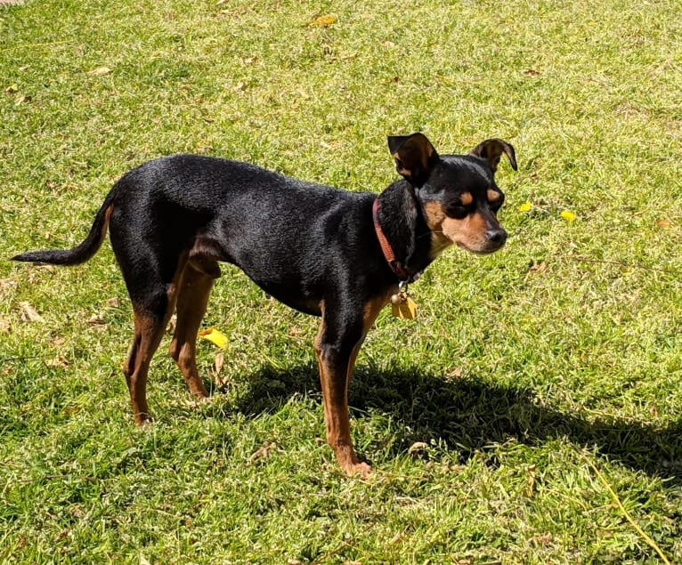 Dante, a Miniature Pinscher and Chihuahua mix tested with EmbarkVet.com