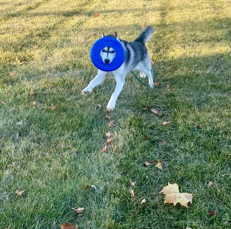 Storm, a Siberian Husky and American Pit Bull Terrier mix tested with EmbarkVet.com