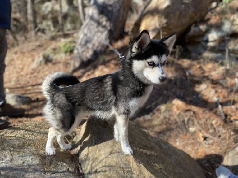 NIJA (Na•yah), a Pomsky tested with EmbarkVet.com