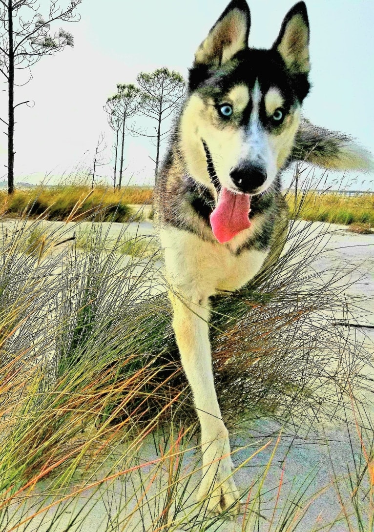 Teko, a Siberian Husky tested with EmbarkVet.com