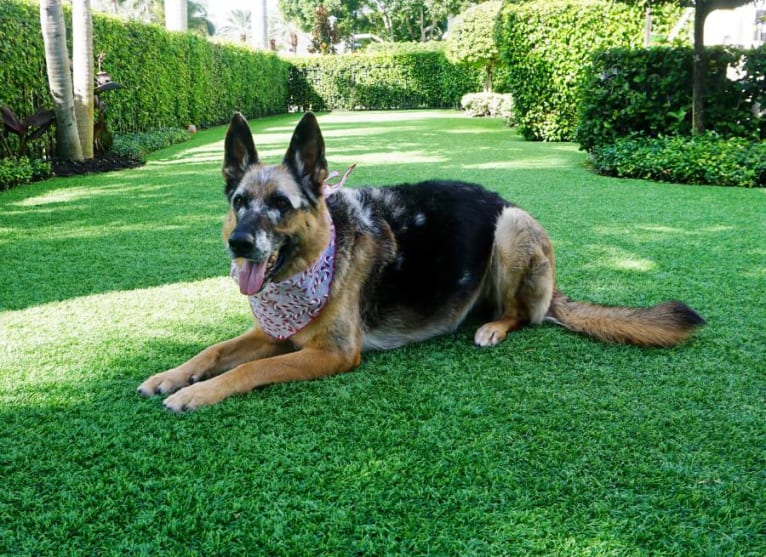 Kenzie, a German Shepherd Dog tested with EmbarkVet.com