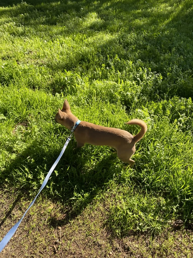 Kirby, a Chihuahua and Poodle (Small) mix tested with EmbarkVet.com