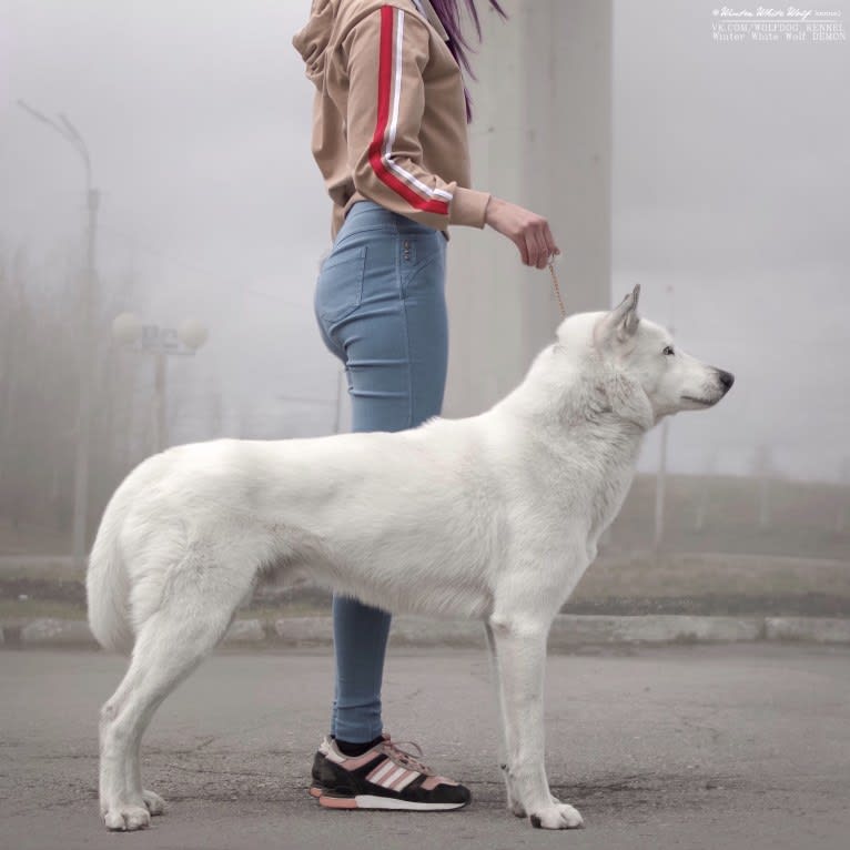 DEMON, a Gerberian Shepsky (5.0% unresolved) tested with EmbarkVet.com