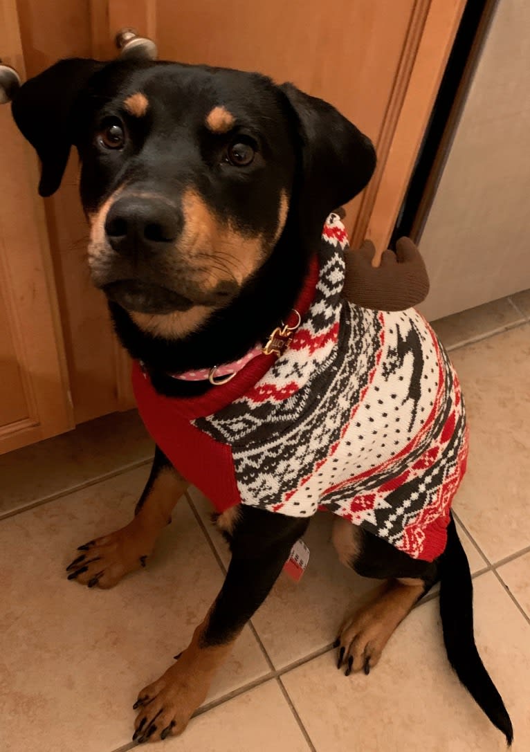 Lucy, a Rottweiler and Labrador Retriever mix tested with EmbarkVet.com