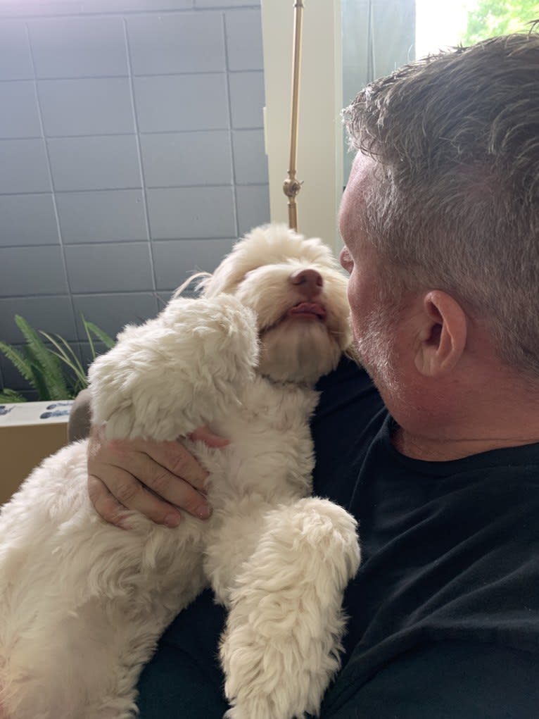 Toby-Joe, a Cocker Spaniel and Bichon Frise mix tested with EmbarkVet.com