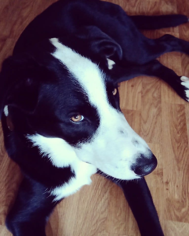 Whisky, an Australian Shepherd and Dalmatian mix tested with EmbarkVet.com