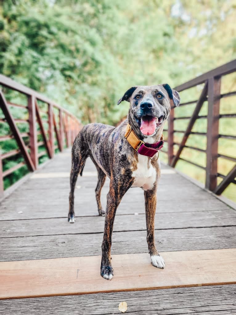 Wren, a Catahoula Leopard Dog and Rottweiler mix tested with EmbarkVet.com