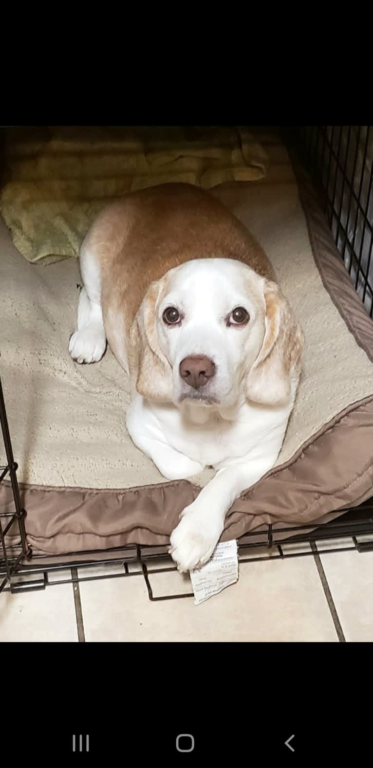 BB (Big Boy), a Beagle tested with EmbarkVet.com