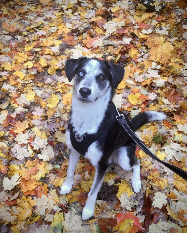 Rambo, a Siberian Husky and Rottweiler mix tested with EmbarkVet.com