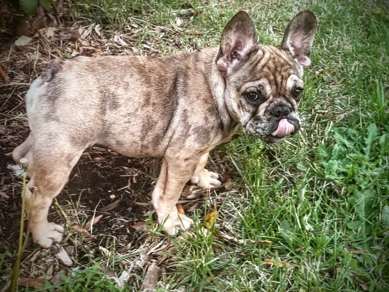 Louie, a French Bulldog and Bulldog mix tested with EmbarkVet.com