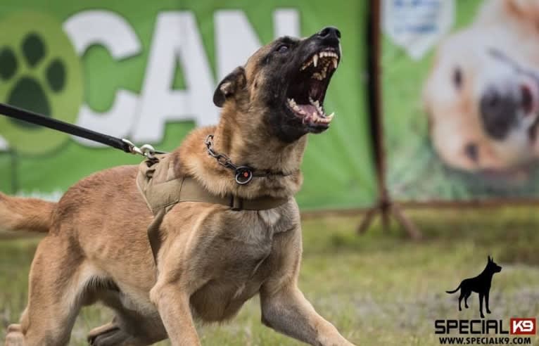 Baco, a Belgian Shepherd tested with EmbarkVet.com