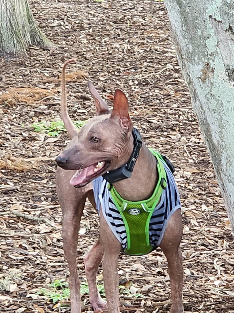 Neeko, a Xoloitzcuintli (8.7% unresolved) tested with EmbarkVet.com