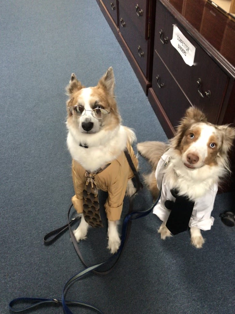 Harrison, an Australian Shepherd and Border Collie mix tested with EmbarkVet.com