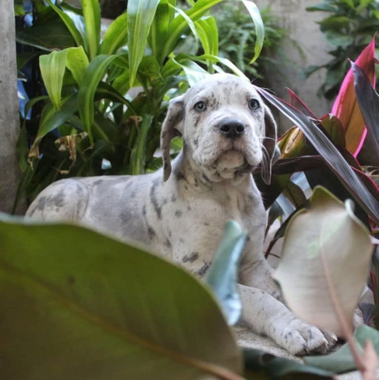 River, a Neapolitan Mastiff and Mastiff mix tested with EmbarkVet.com