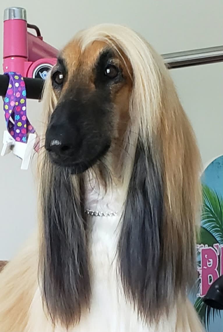 SPIRIT, an Afghan Hound tested with EmbarkVet.com