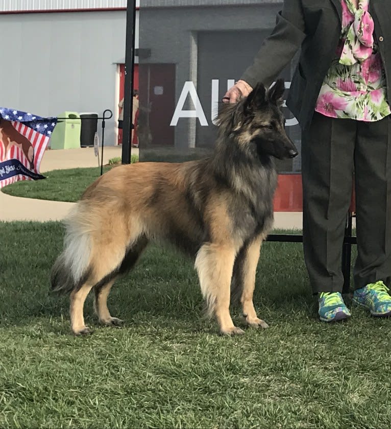 Reyna, a Belgian Shepherd tested with EmbarkVet.com