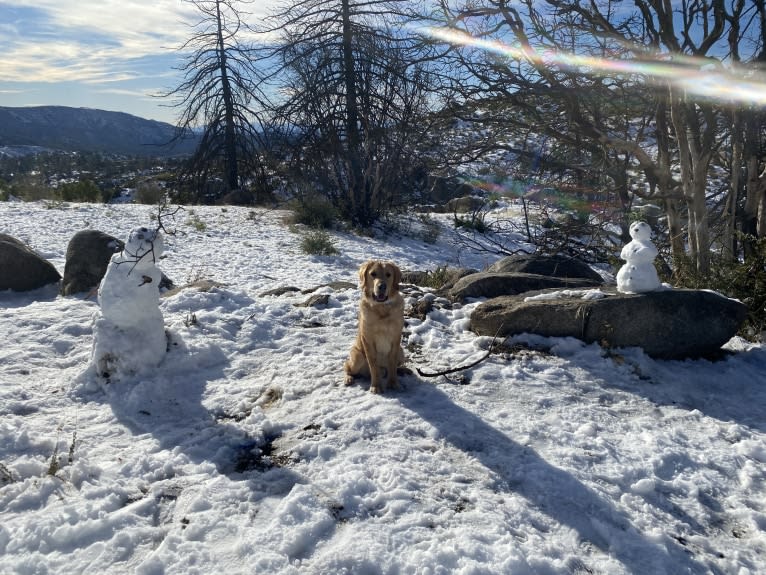 Echo, a Golden Retriever and Labrador Retriever mix tested with EmbarkVet.com