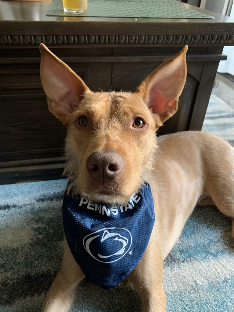 Harley, an American Pit Bull Terrier and Pharaoh Hound mix tested with EmbarkVet.com