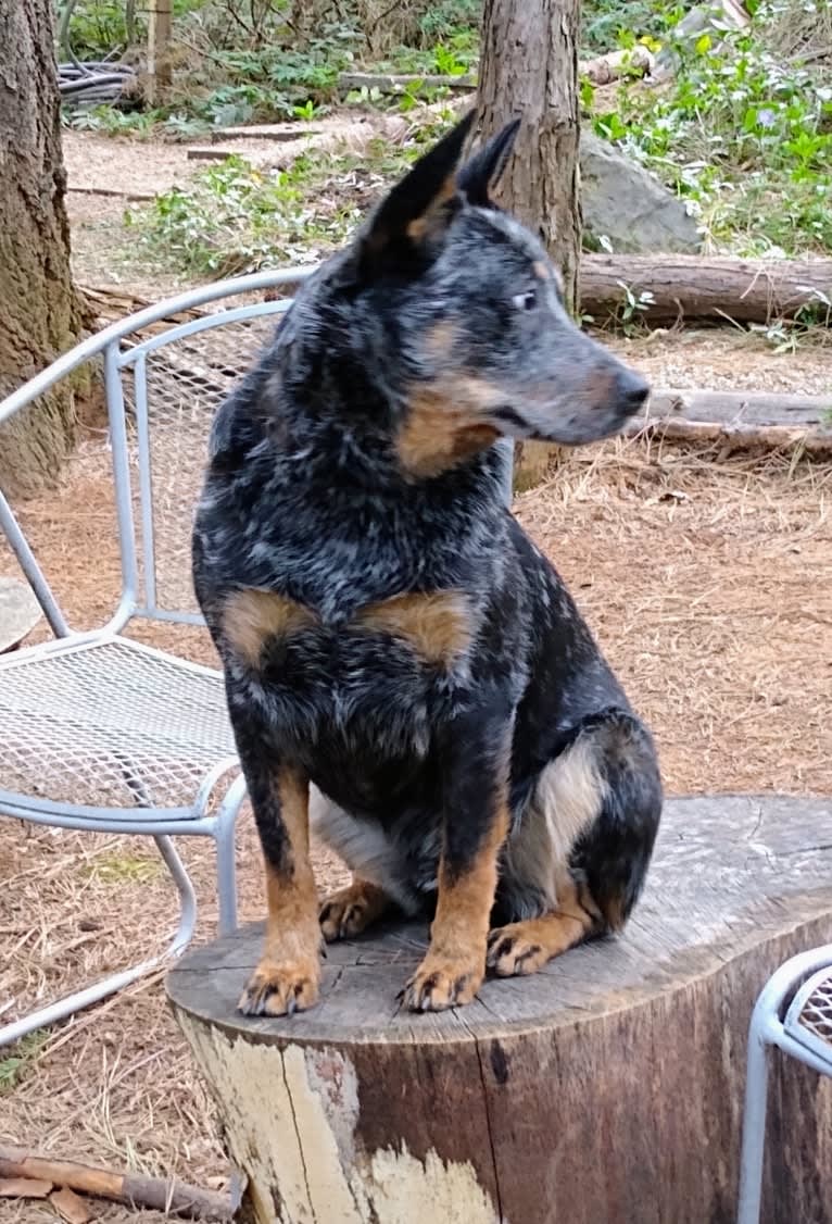 Buck (Little Monster, Little Bear), an Australian Cattle Dog tested with EmbarkVet.com